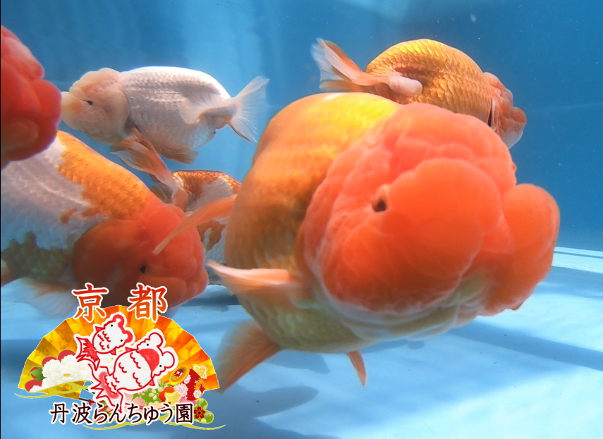 コンセプト